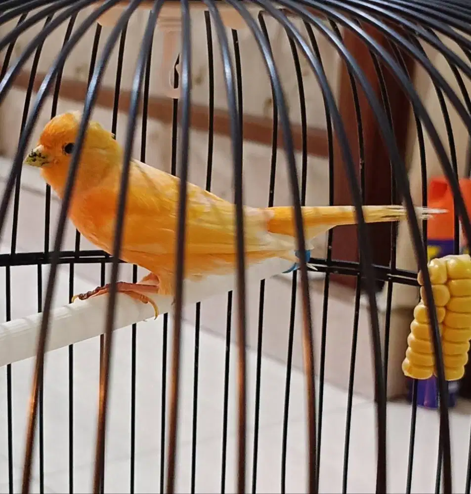 burung kenari jantan di Medan.