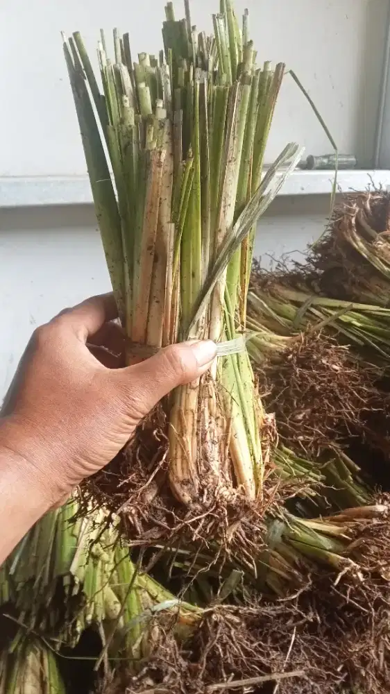 Rumput vetiver distributor daerah bogor
