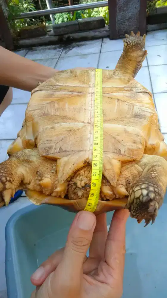 Sulcata kurakura Darat