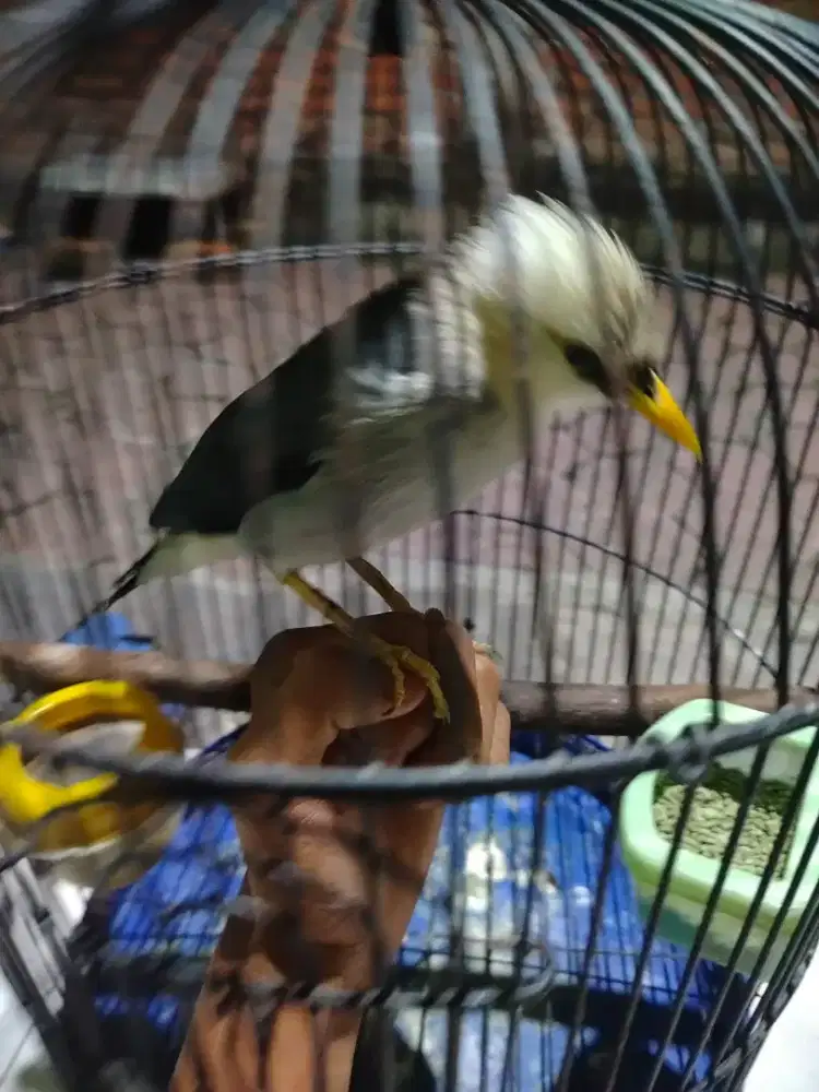 Jalak hibrid gak keramut sibuk kerjo