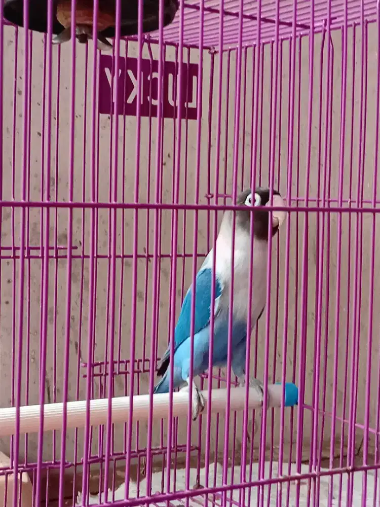 Lovebird biru mangsi perso