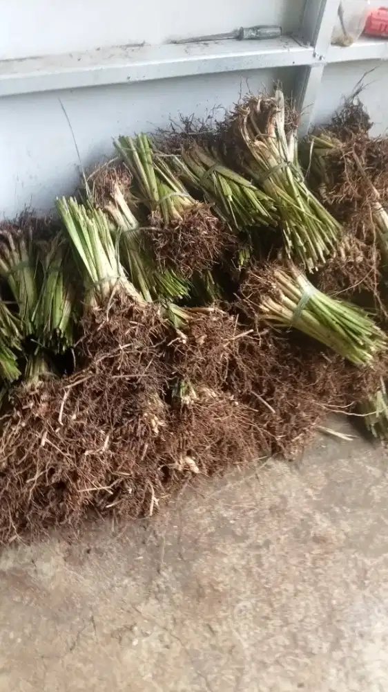 Rumput vetiver | petani rumput vetiver untuk daerah jakarta