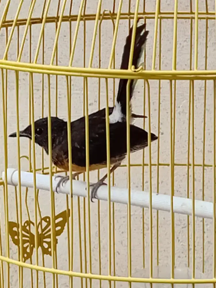 Murai trotol betina siapan