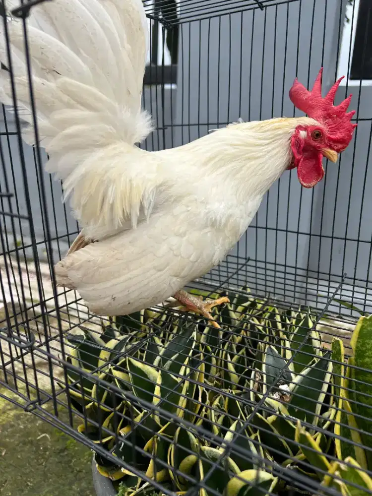 Ayam Kate Putih Jantan