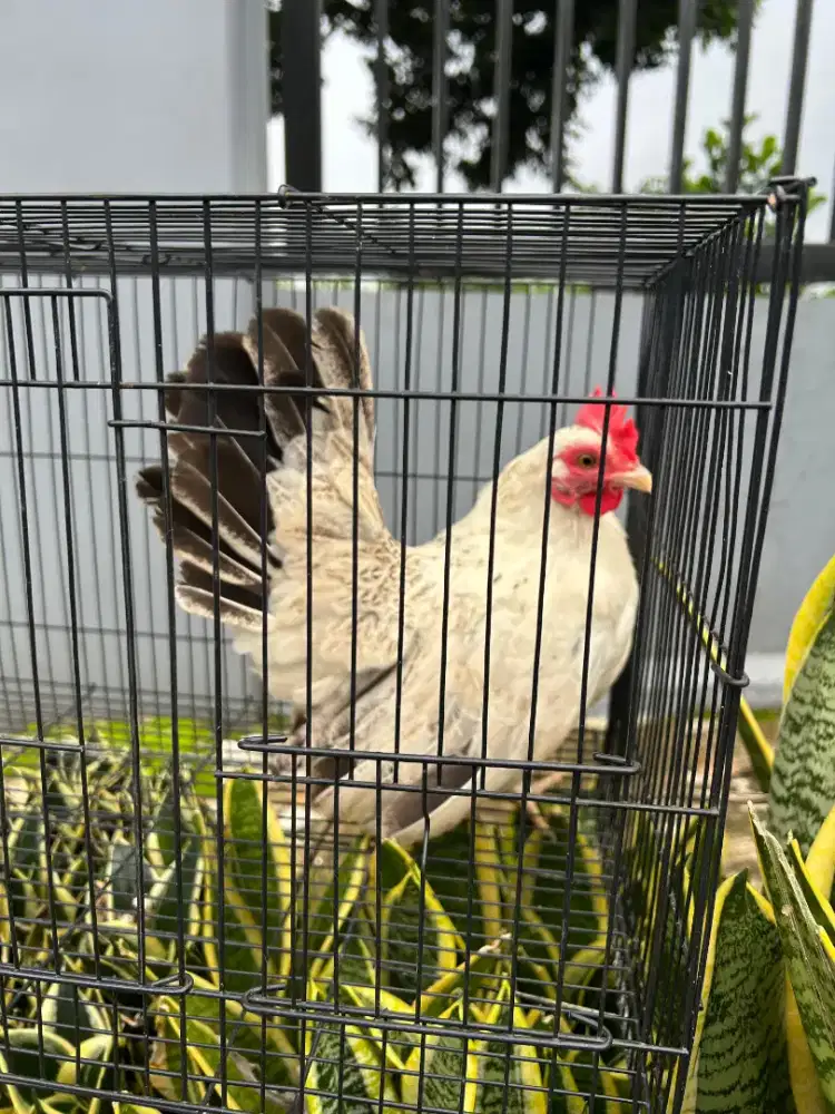 Ayam Kate Chabo Betina