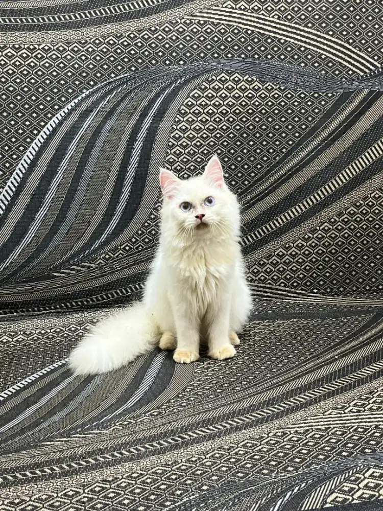 Kucing Persia Medium