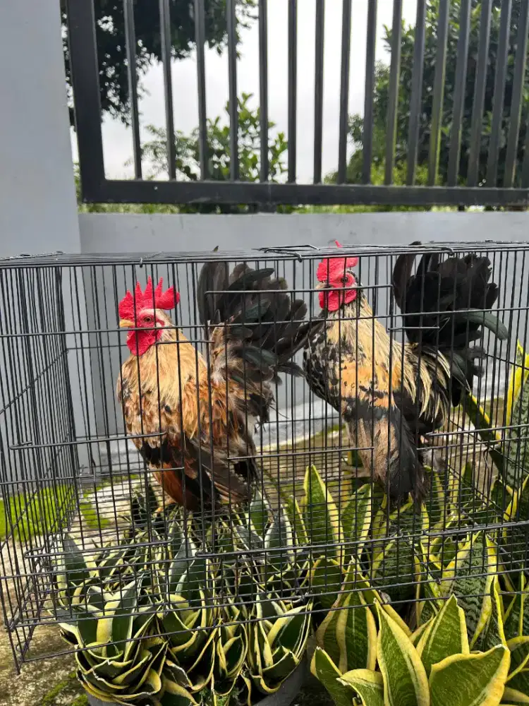 Ayam Kate Hias Ceper