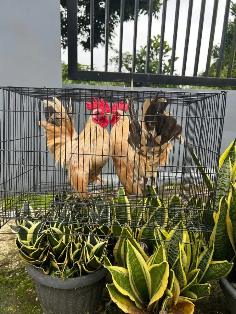 Ayam Kate Hias Ceper