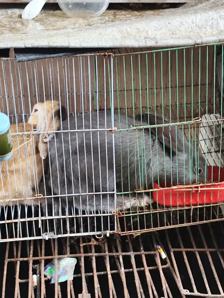 keLinci jenis GIANT SEPASANG