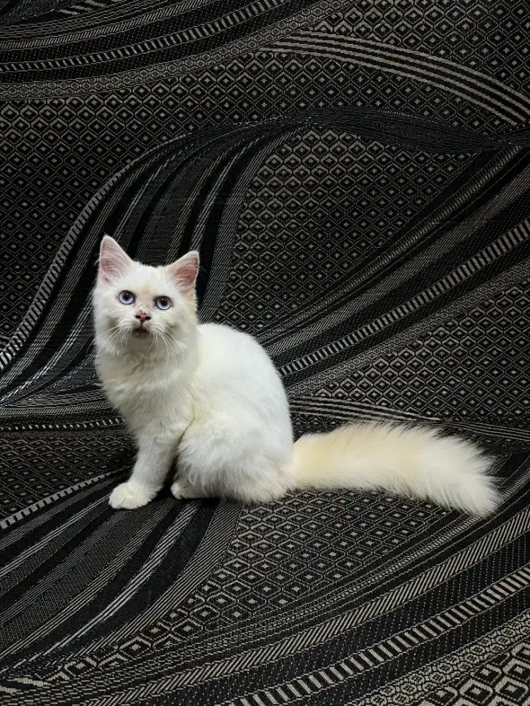 Kucing Persia Medium