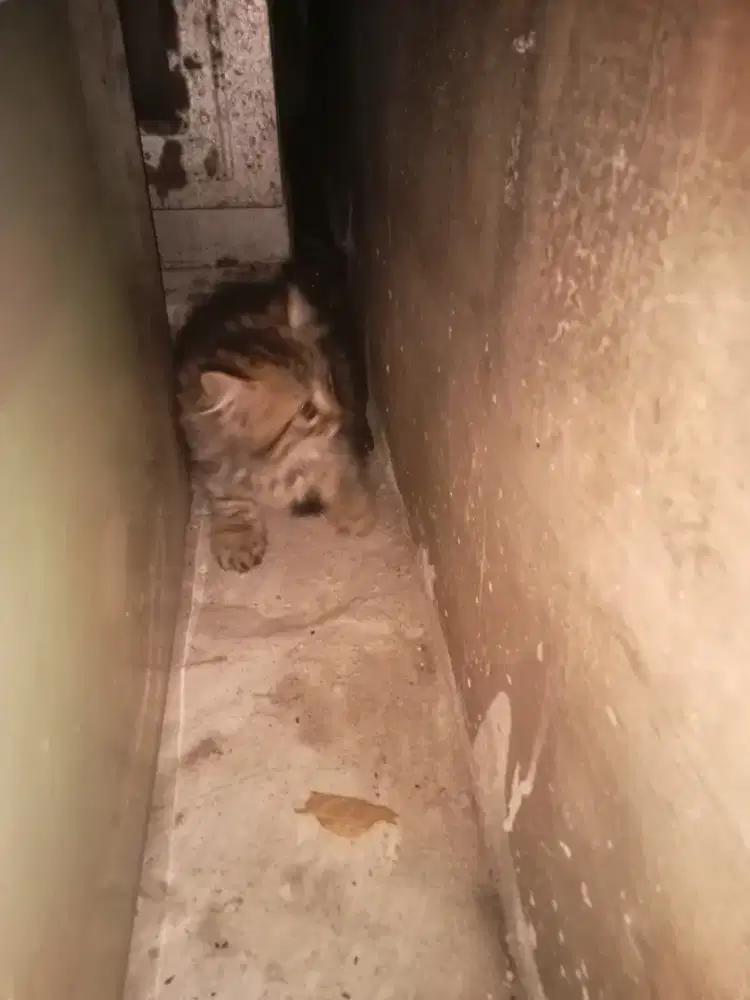 Ada yg mau kitten lucu