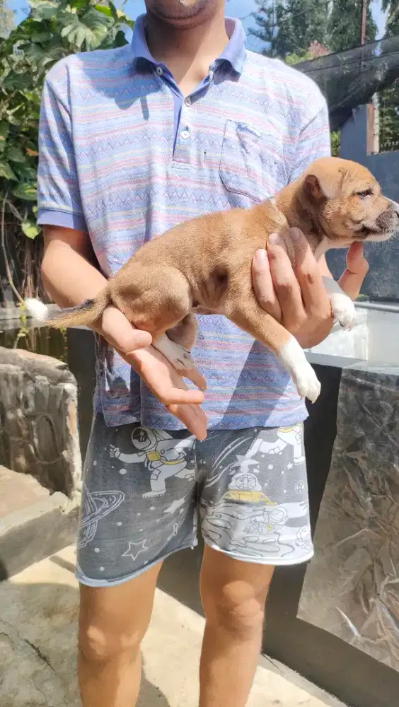 Anak anjing betina usia 1,5 bulan