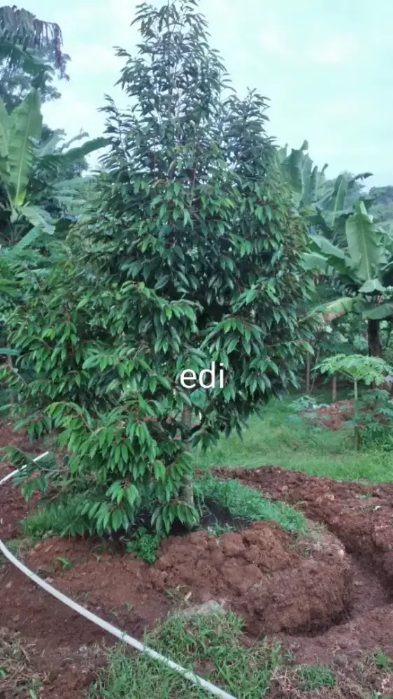 Jual kebun durian ada 30 pohon lokasi mojogedang lt 2000m hrg 450jt ng