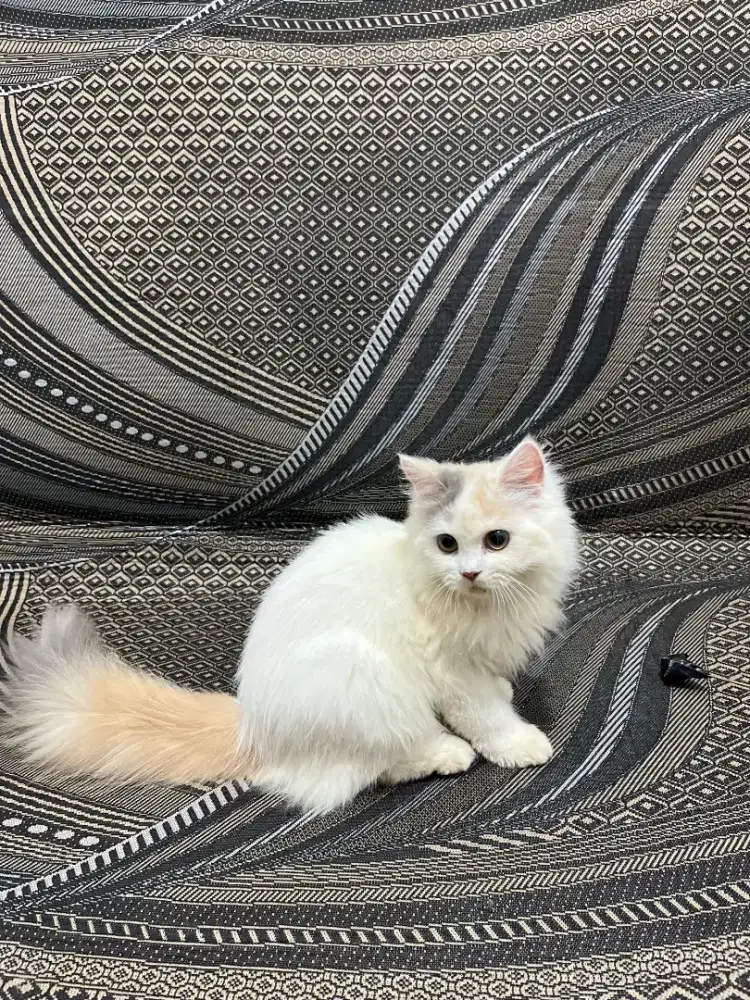 Kucing Persia Medium
