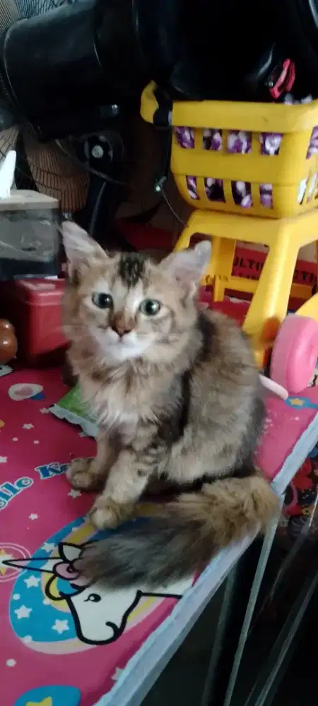 Kucing betina dan JANTAN