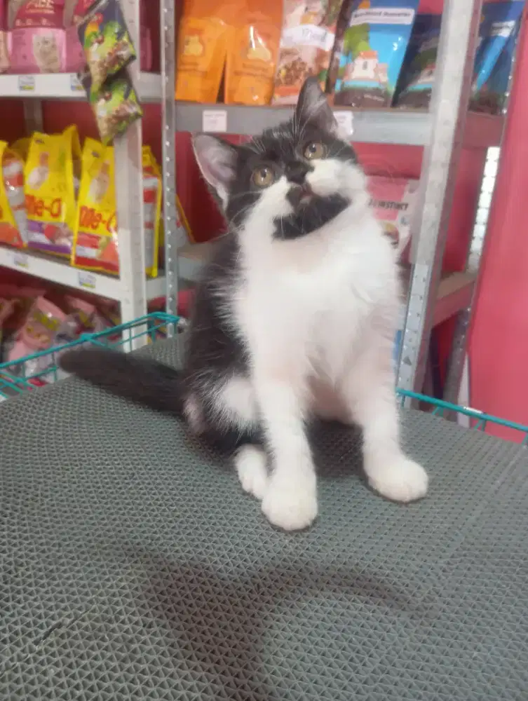 KUCING MUNCHKIN NON STANDAR