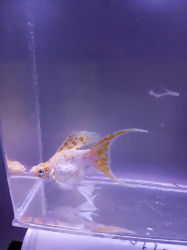 Molly Sakura Cawang bukan ayam burung