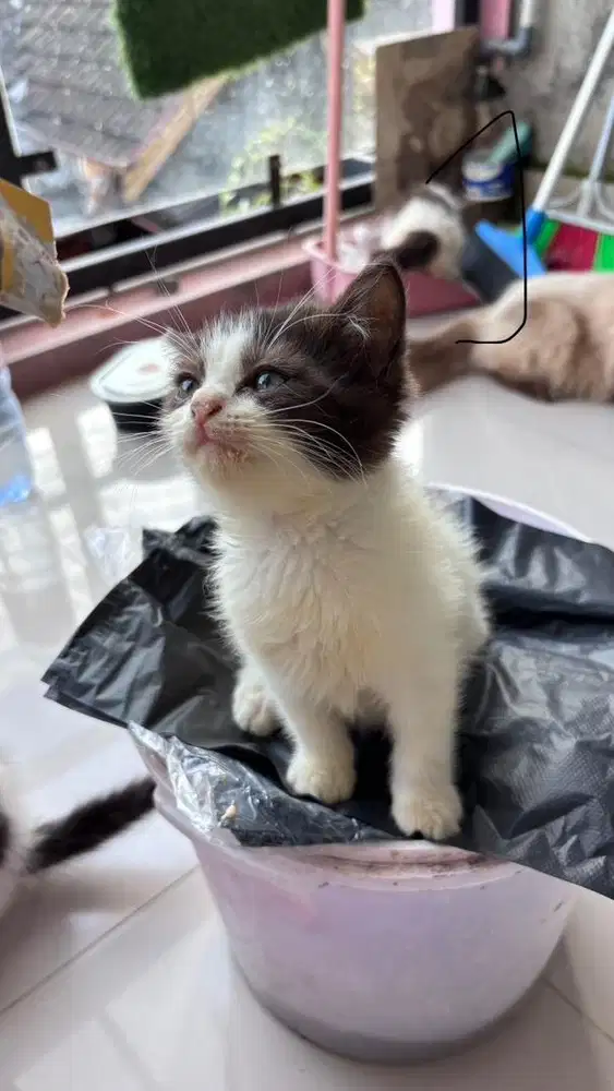 Kucing kitten usia 2.5 bulan dan 1 tahun peaknose