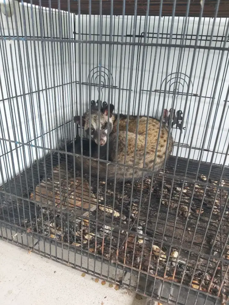 Musang jenis tidak tau