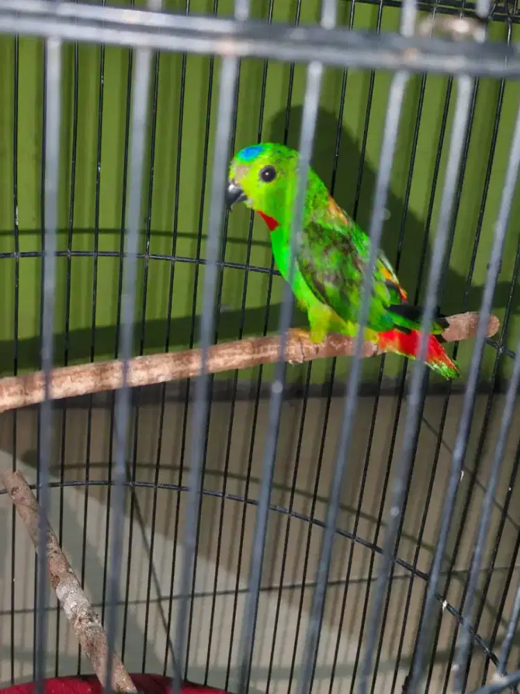 Burung masteran burja bt/tt