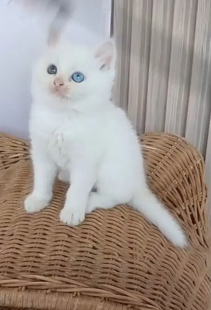 kucing oodeyes  jantan