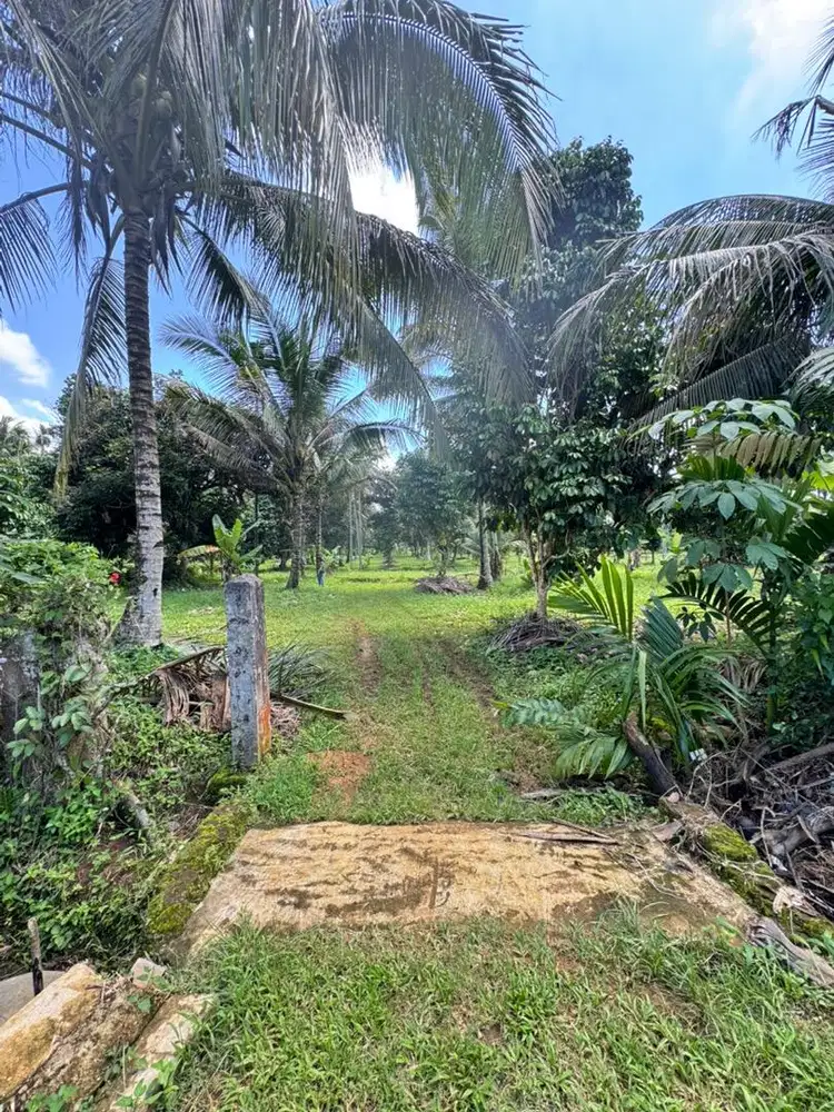 Dijual Tanah Kebun dan Kandang Ternak 1300 Ha