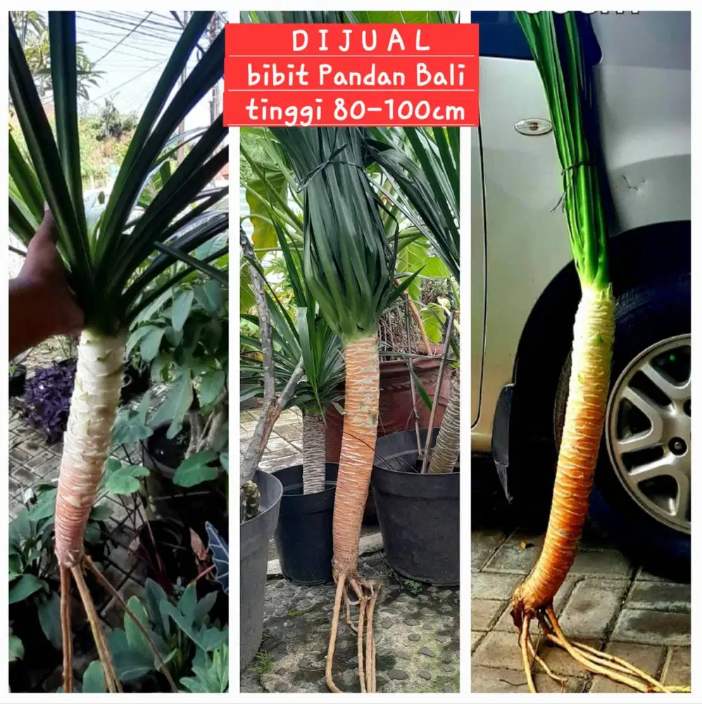 Tanaman Hias PANDAN BALI (bibit)