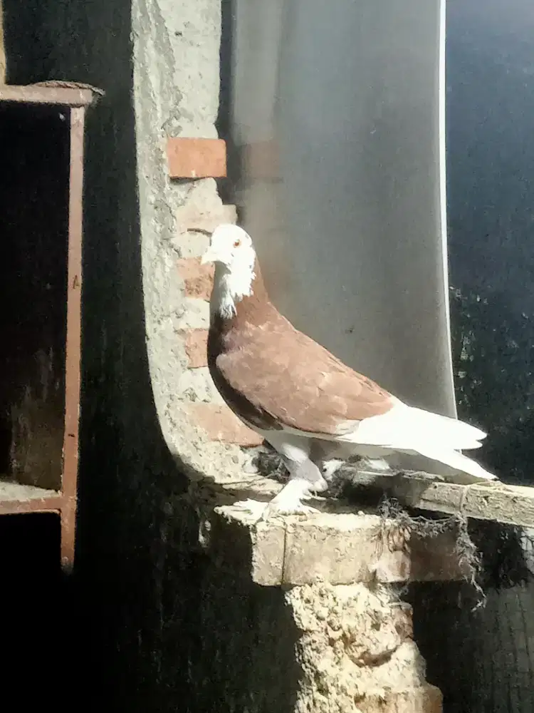 Jantan blantong jembros