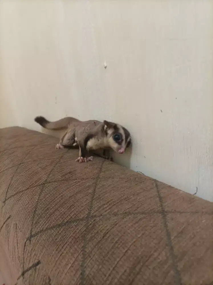 S G ( Sugar Glider ) classic grey