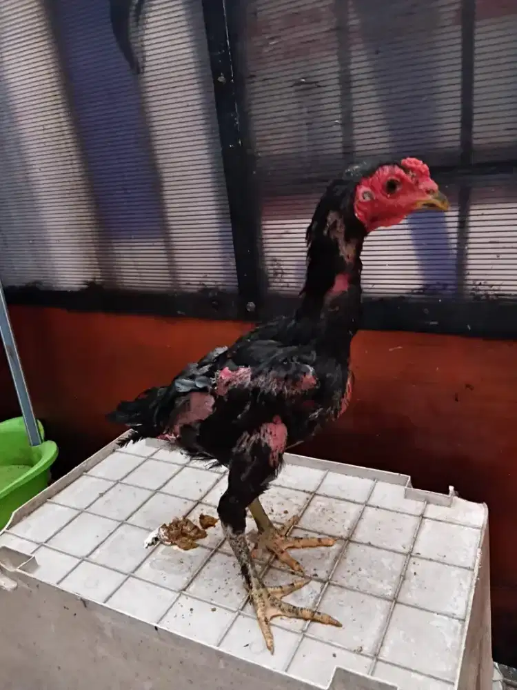 ayam bangkok,mangon,pakhoy,pama