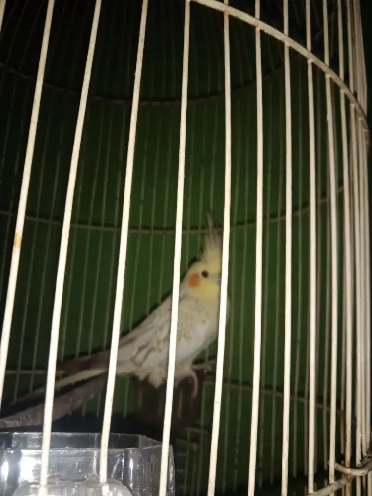 Falk Australia jantan