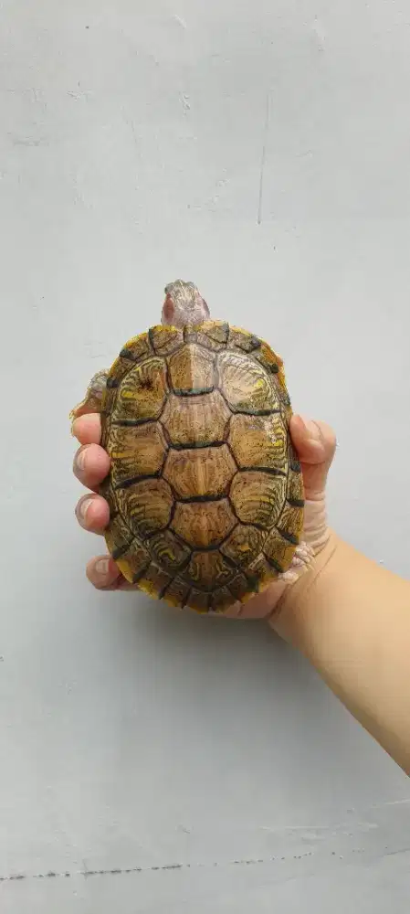 Kura RES Hypo Albino Hybino 14 cm