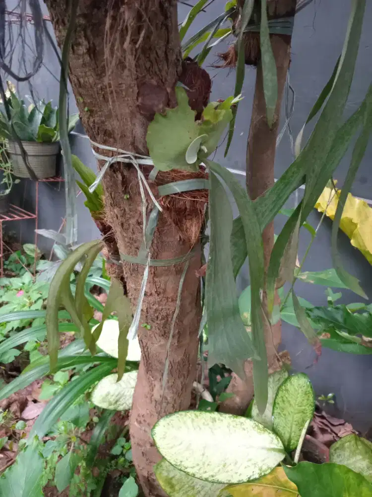 Tanaman hias tanduk rusa