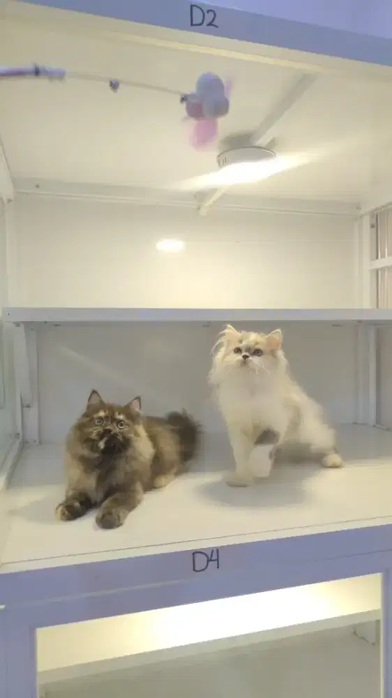 Kucing kitten ras persia longhair betina