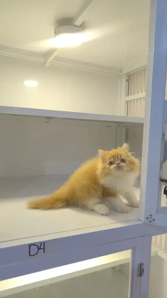 Kucing kitten persia peaknose pesek jantan