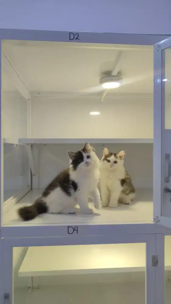 Kucing kitten ras norwegian jantan lahore