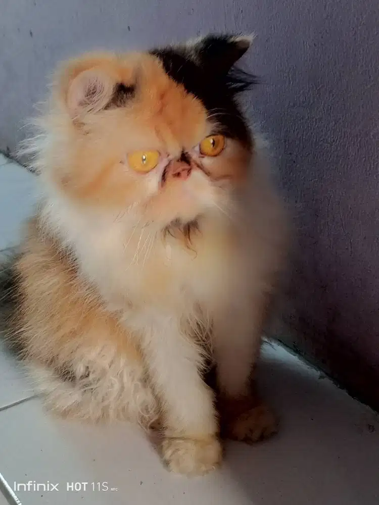 Kucing Persia peaknose