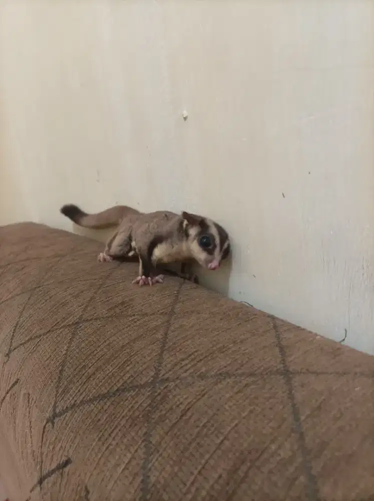 SG ( Sugar Glider ) classic grey