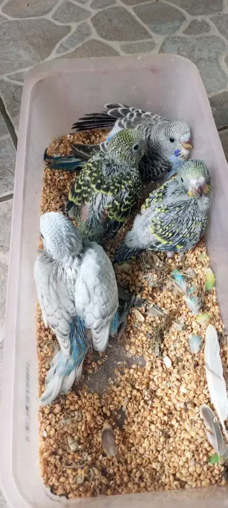 Lolohan parkit lokal