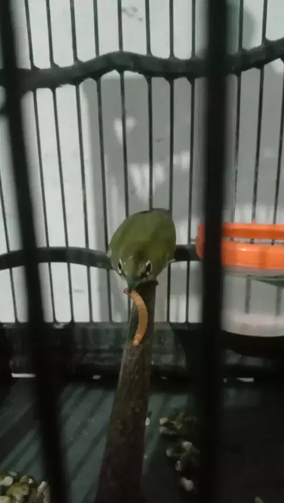 Masteran Jinak Harian Bunyi