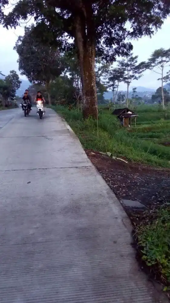 Jual tanah lokasi pinggir jln raya kemuning luas 2100m harga 1,5jt/m