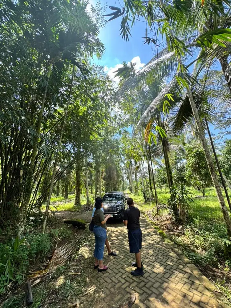 Dijual Tanah Kebun Subur ex Gerak Tani di Desa Kuto Mulyo