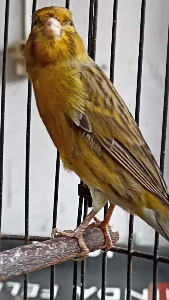 Kenari lokal, loper rajin jual fs