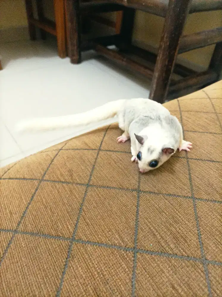 SG ( Sugar Glider ) Mosaic