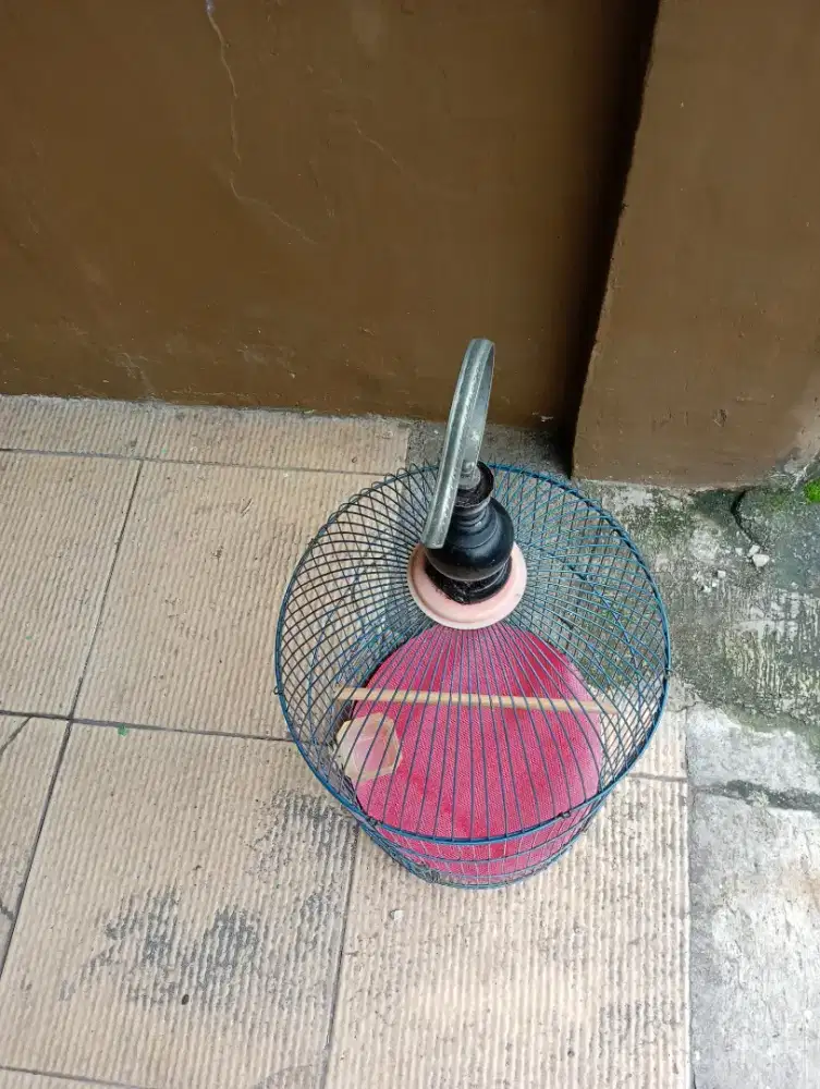 Bekas jalak kebo pintu bwah minus tebok GK ada