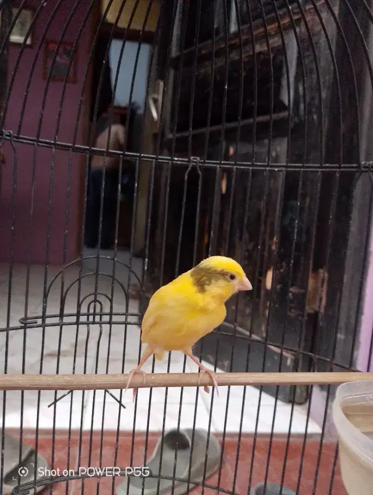 Kenari paud jalu galecok