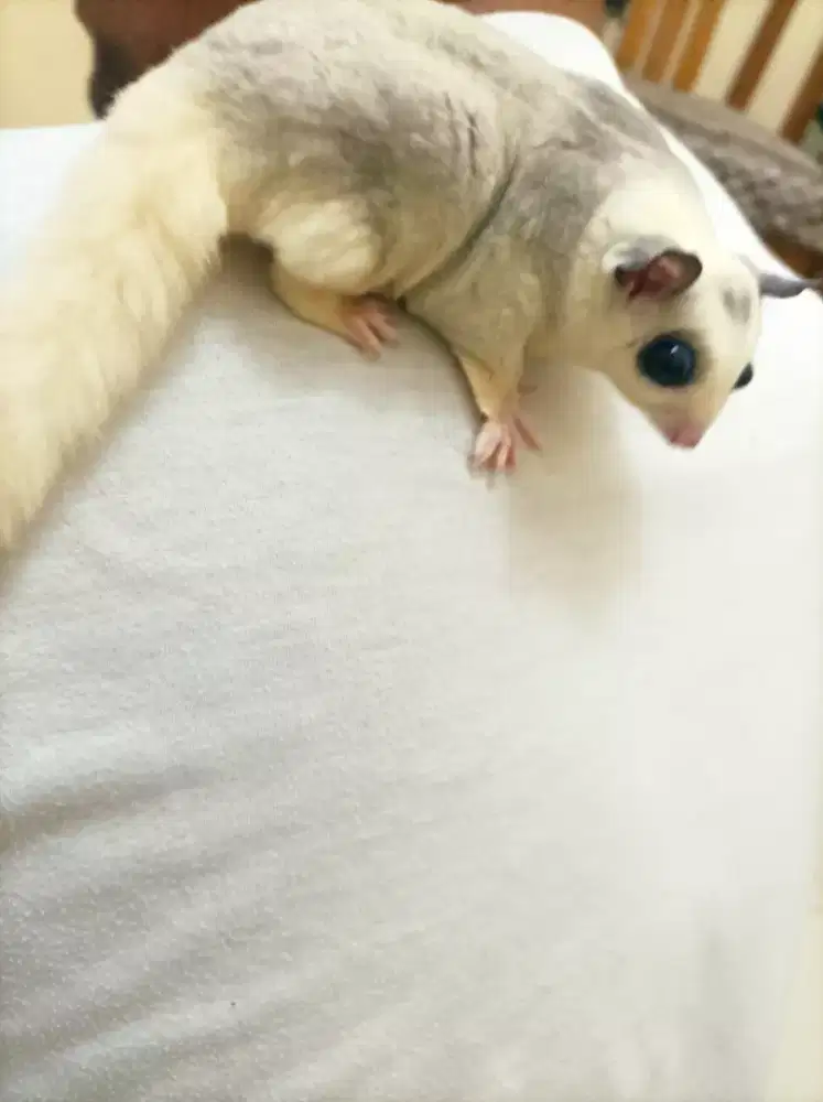 SG ( Sugar Glider ) mosaic