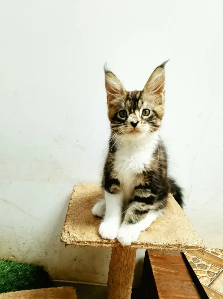 Kitten mainecoon betina pure no mix. Induk ped Cfa Maine coon