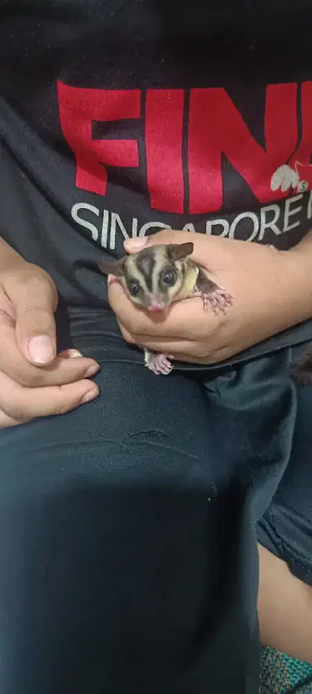 Sugar Glider Classic Gray