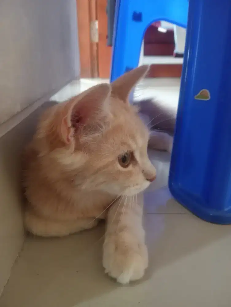 Di jual Persia jantan